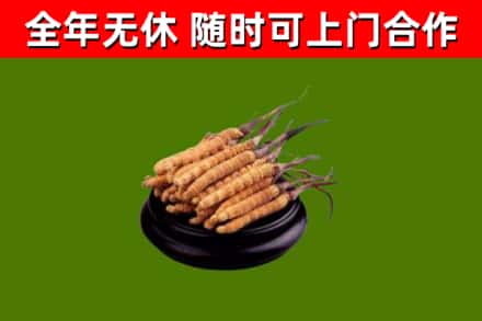锡林郭勒回收散虫草