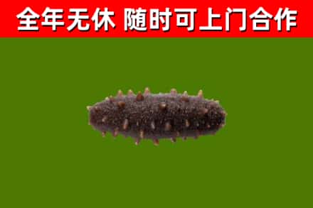 锡林郭勒回收海参干